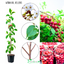 Wiśnia kolumnowa Kelleris duńska odmiana 100-150 cm