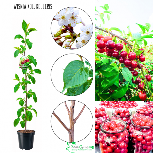 Wiśnia kolumnowa Kelleris duńska odmiana 100-150 cm