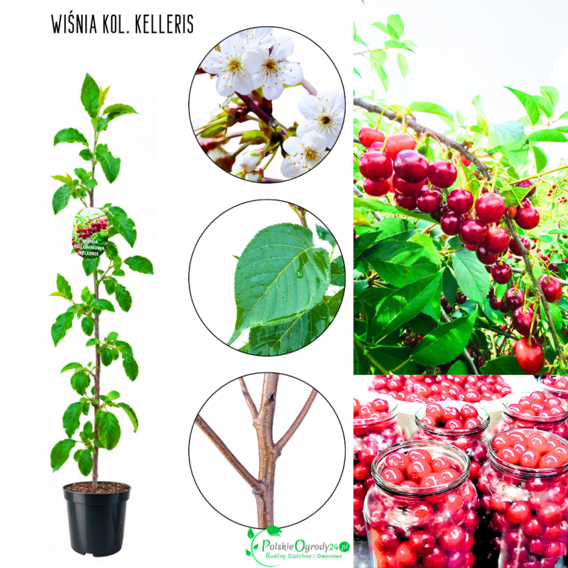 Wiśnia kolumnowa Kelleris duńska odmiana 100-150 cm