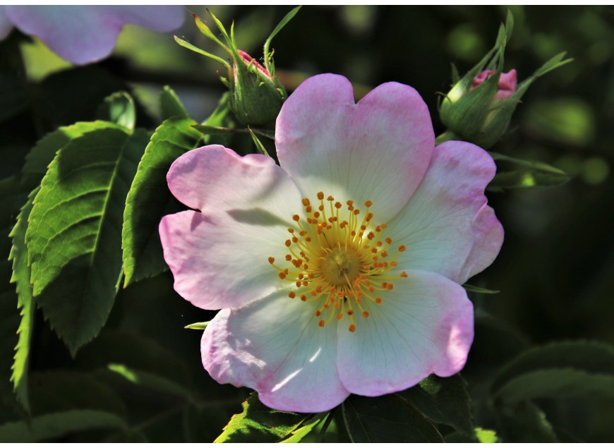 Dzika róża – roślina pełna właściwości zdrowotnych