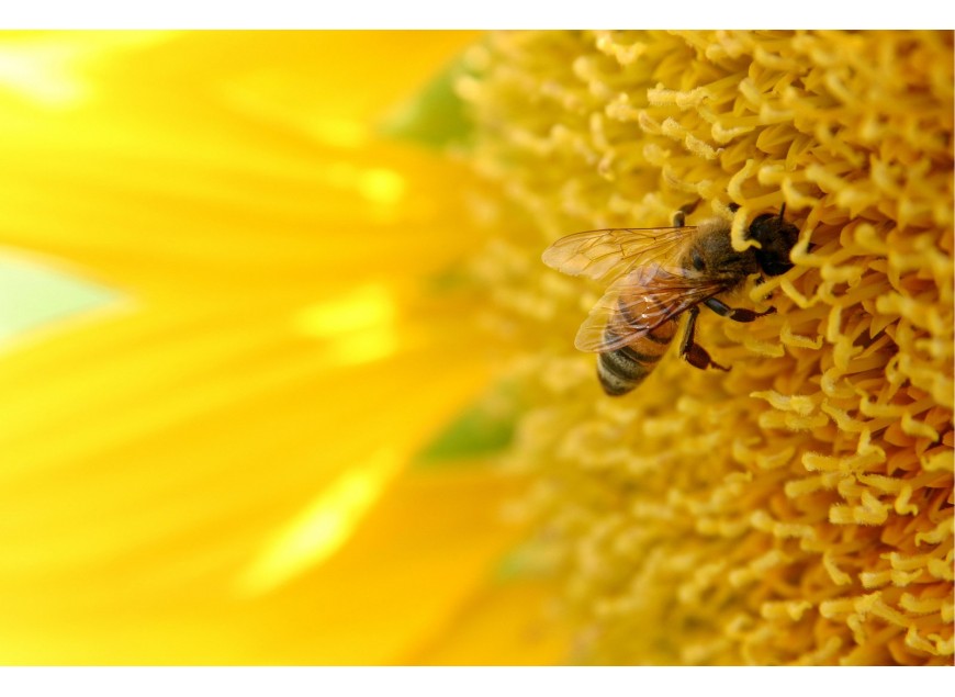 Rośliny przyjazne dla pszczół